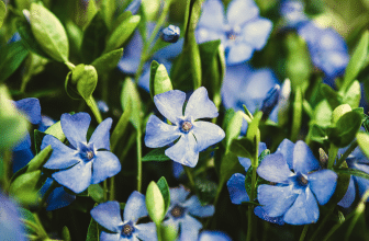 Bodendecker als eleganten Rasenersatz nutzen - Tipps beachten