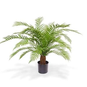 Designplants Alsophillia Farn Kunstpflanze (h: 80 cm)