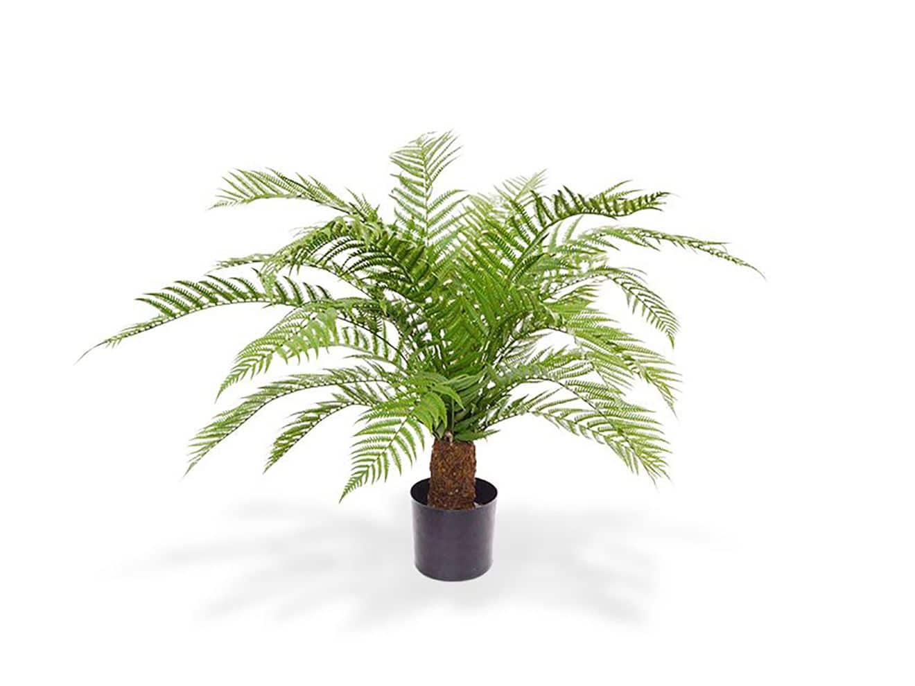 Designplants Alsophillia Farn Kunstpflanze (h: 80 cm)