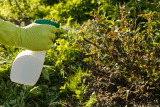 Warum bekommen Rosen gelbe Blätter? – 4 Gründe